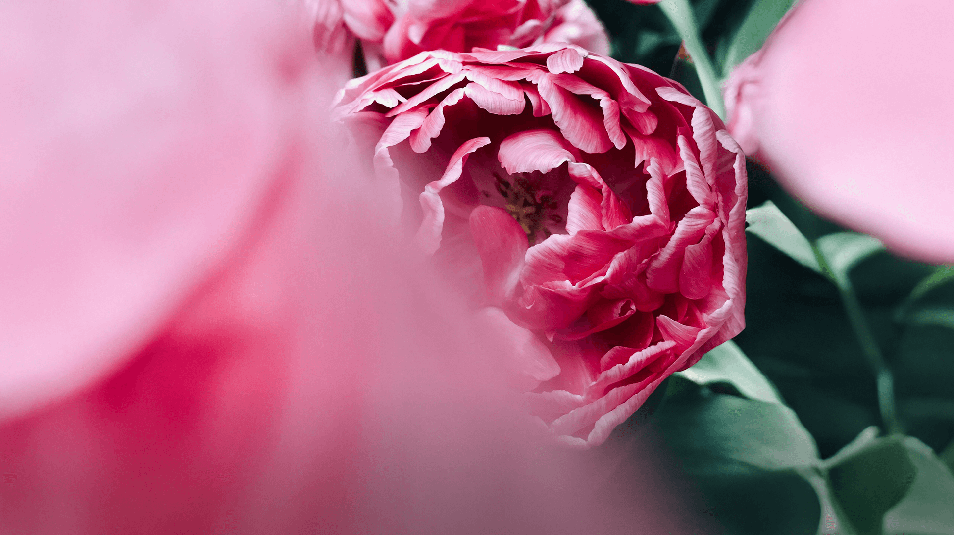 Header_Pioen_1927x1080_01