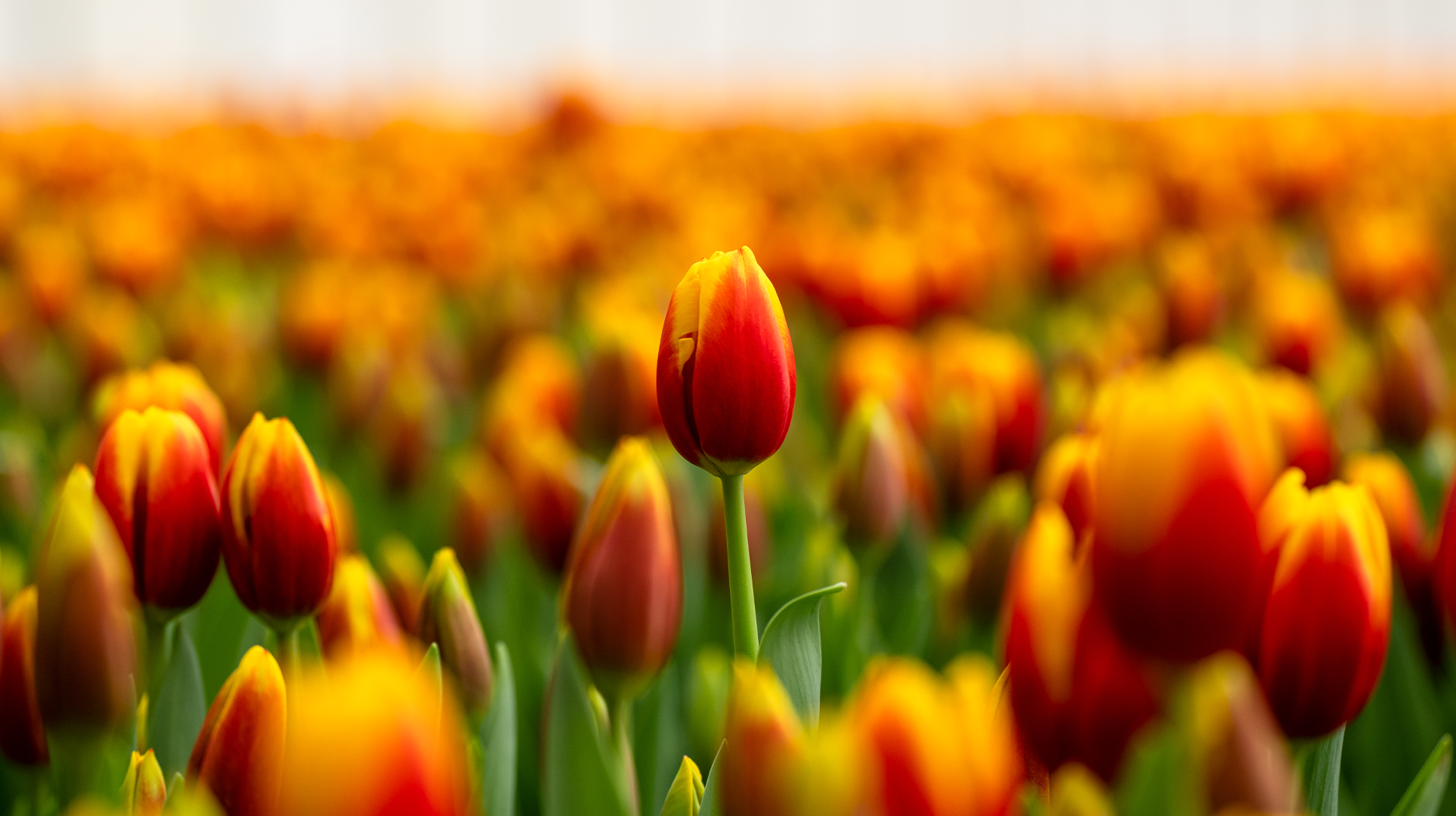 Header_Tulp_1927x1080_02